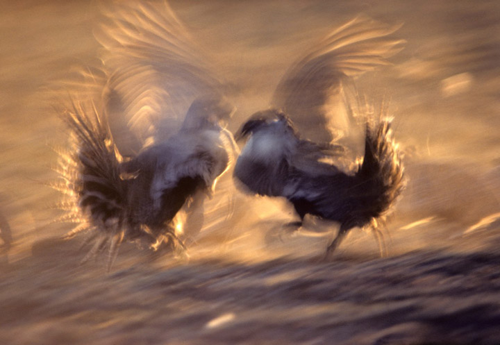 Sage Grouse - Happy Hour on the High Plains