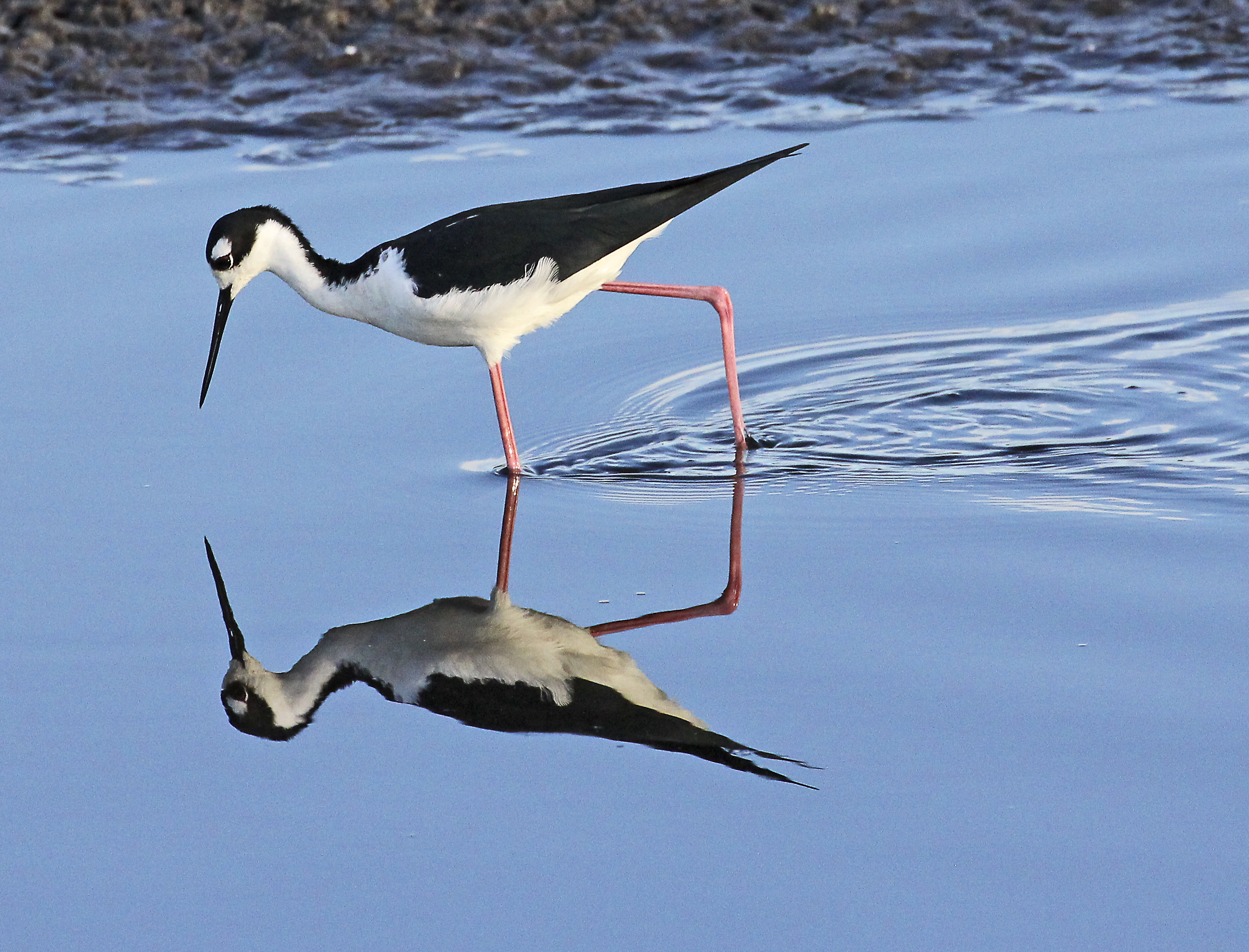 Black-Necked Stilt