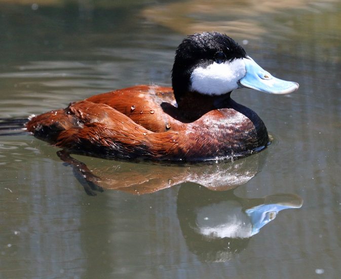 Ruddy Duck-BEST-1AB