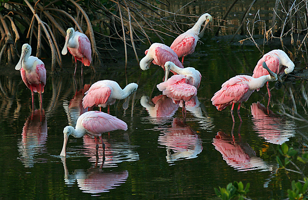 Roseate Spoonbills Feeding in Pond_edited-1