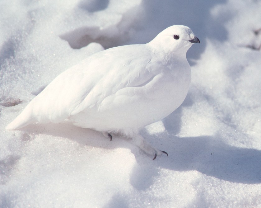 White-Tailed Ptarmigan Portrait