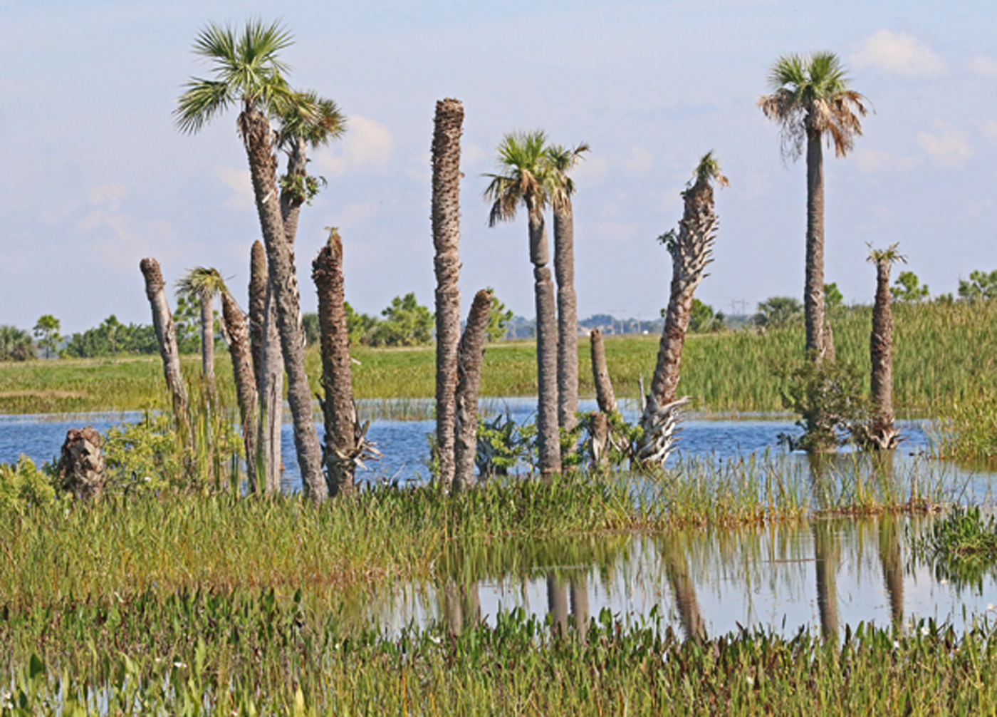 Photo #1-Viera Habitat