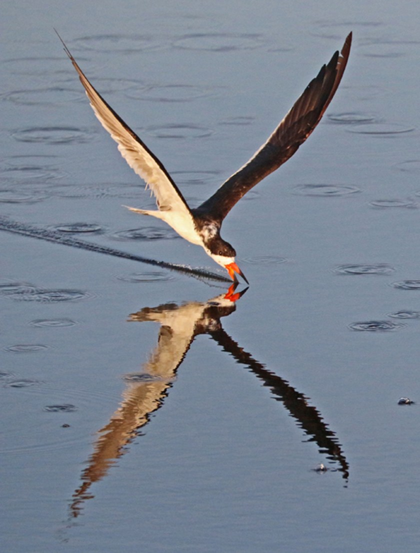 Photo #2-Skimmer at Work