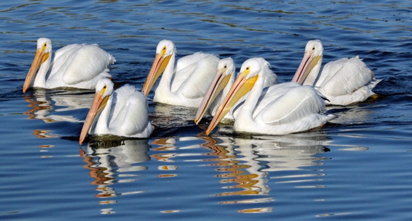 Photo #3-White Pelican Feeding Group