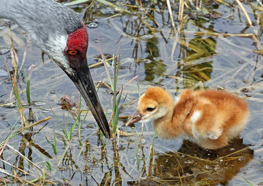 Photo #4-Sandhill Crane Adult Feeding Chick