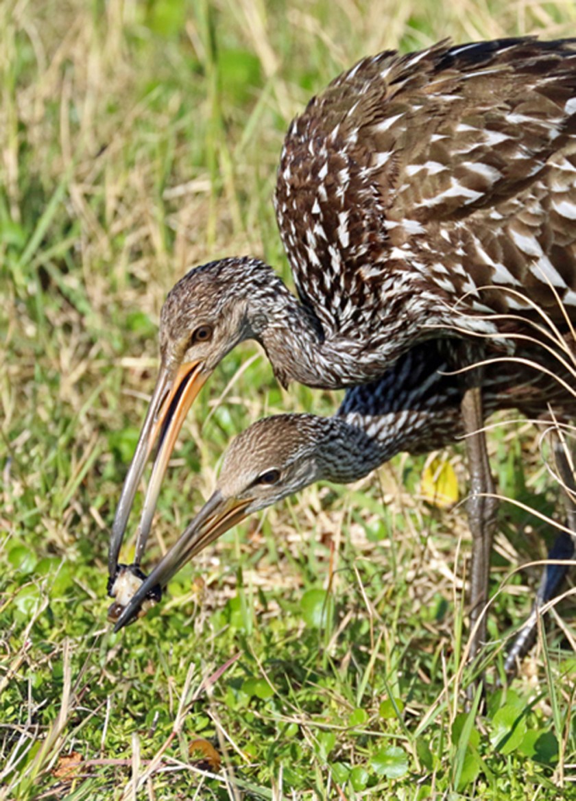 Photo #5-Limpkin Feeding Chick