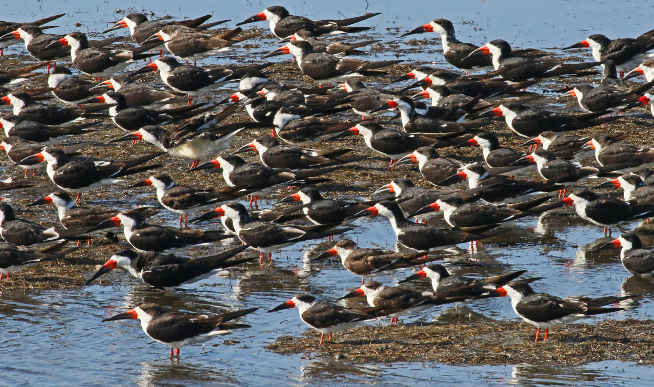 Terns Terns Terns This Birding Life